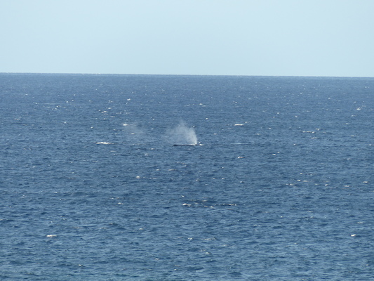 P1060846 (02-23-2017 17:26)