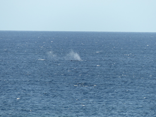 P1060847 (02-23-2017 17:26)