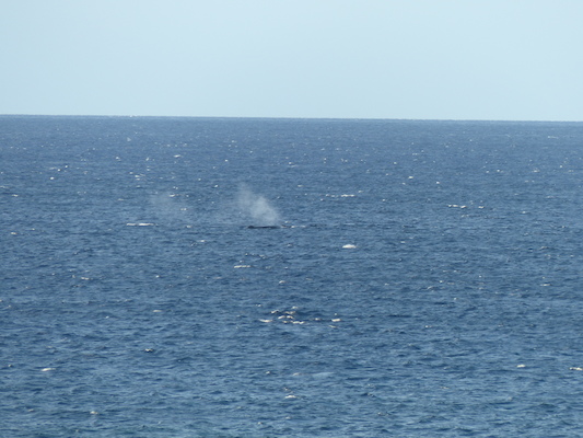 P1060848 (02-23-2017 17:26)