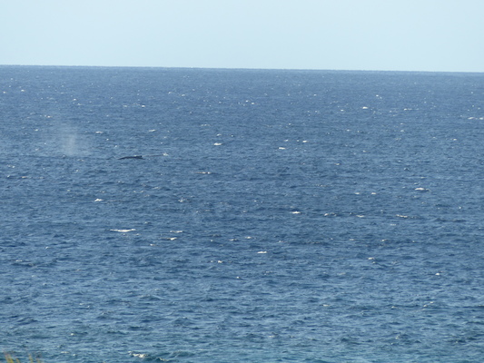 P1060849 (02-23-2017 17:26)