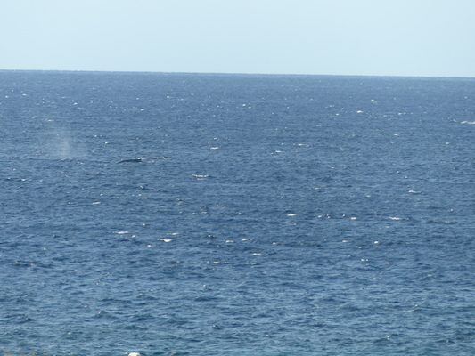 P1060850 (02-23-2017 17:26)