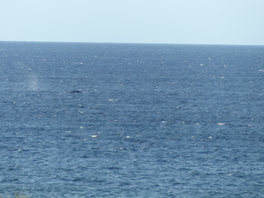 P1060851 (02-23-2017 17:26)