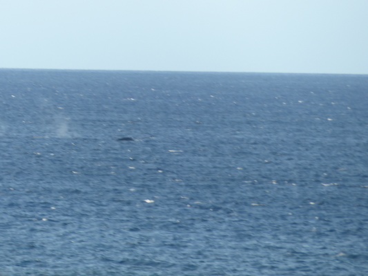 P1060852 (02-23-2017 17:26)