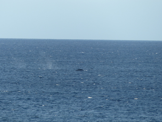 P1060853 (02-23-2017 17:26)