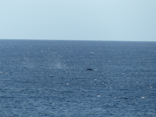 P1060854 (02-23-2017 17:26)