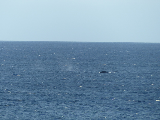 P1060855 (02-23-2017 17:26)