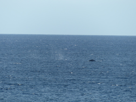 P1060856 (02-23-2017 17:26)