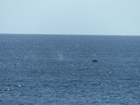 P1060857 (02-23-2017 17:26)