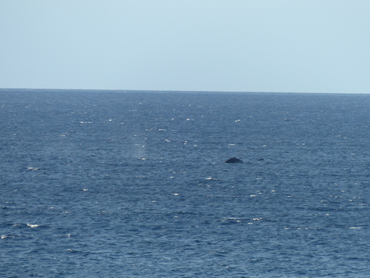 P1060858 (02-23-2017 17:26)