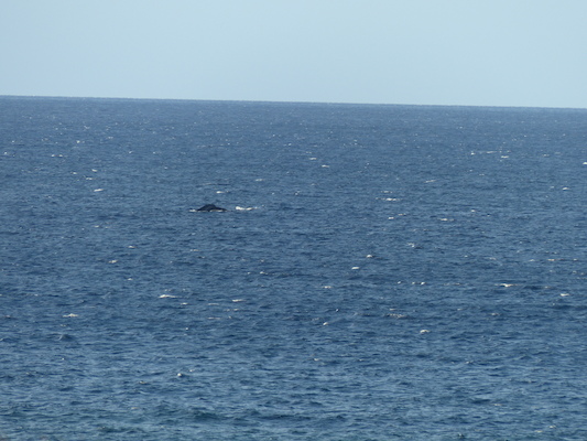 P1060859 (02-23-2017 17:26)