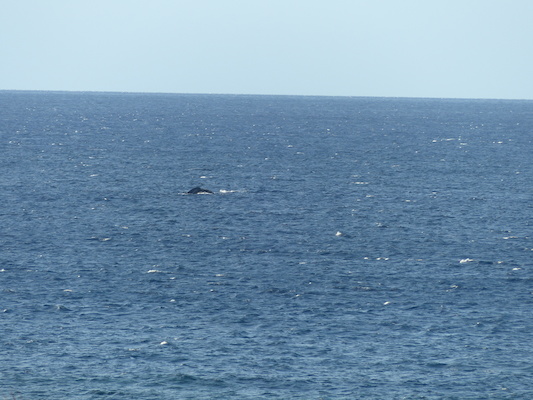 P1060860 (02-23-2017 17:26)