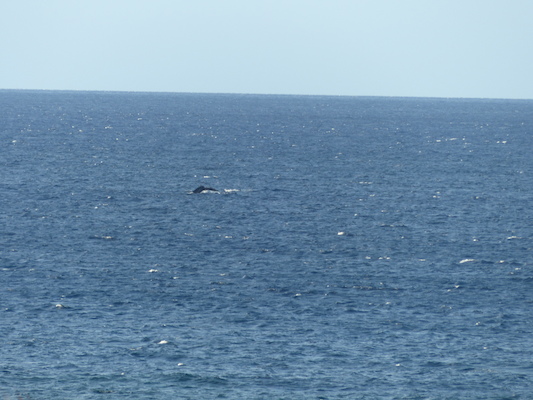 P1060861 (02-23-2017 17:26)