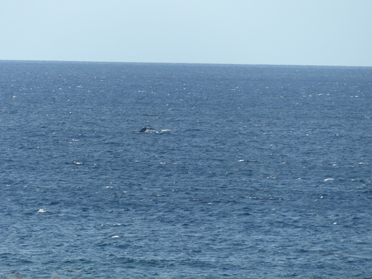 P1060862 (02-23-2017 17:26)