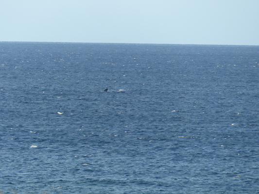 P1060863 (02-23-2017 17:26)