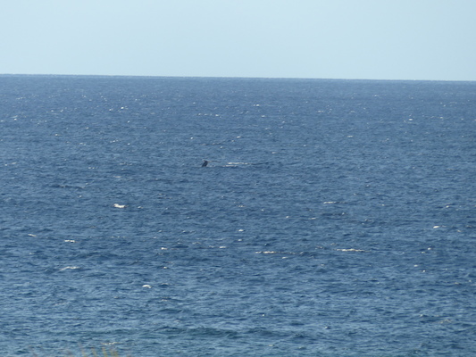 P1060864 (02-23-2017 17:26)