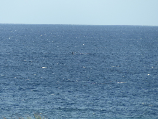 P1060865 (02-23-2017 17:26)