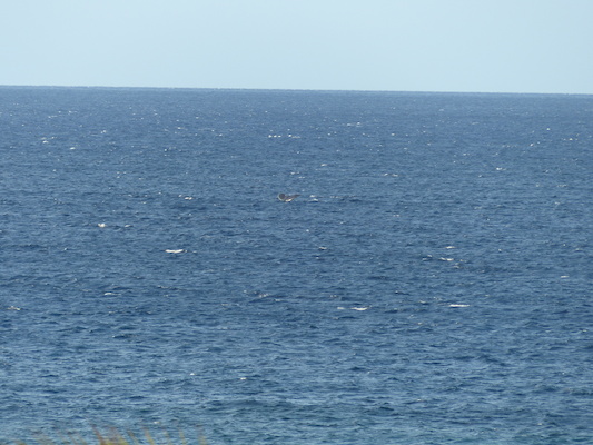 P1060867 (02-23-2017 17:26)