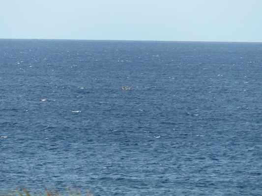 P1060868 (02-23-2017 17:26)