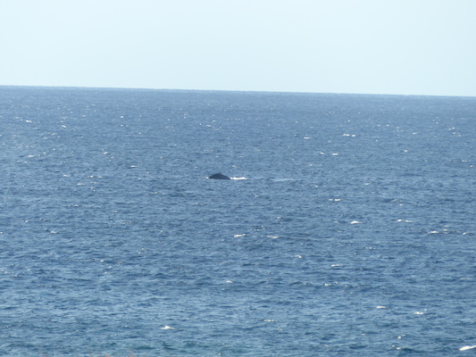 P1060872 (02-23-2017 17:26)