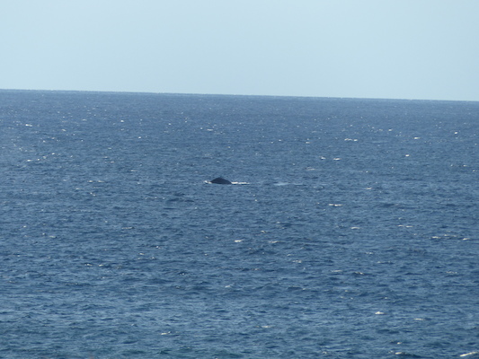 P1060873 (02-23-2017 17:26)