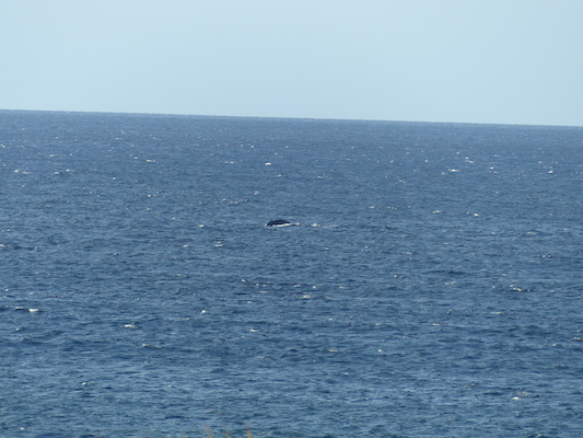 P1060874 (02-23-2017 17:26)