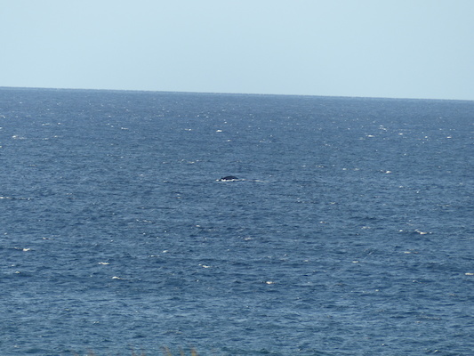 P1060875 (02-23-2017 17:26)