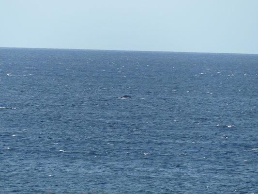 P1060876 (02-23-2017 17:26)