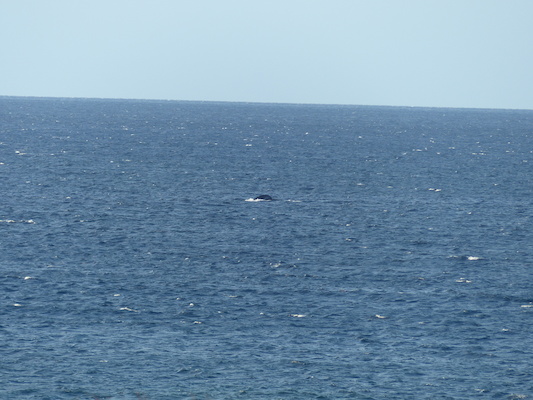 P1060877 (02-23-2017 17:26)