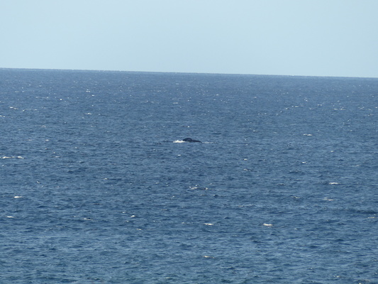 P1060878 (02-23-2017 17:26)