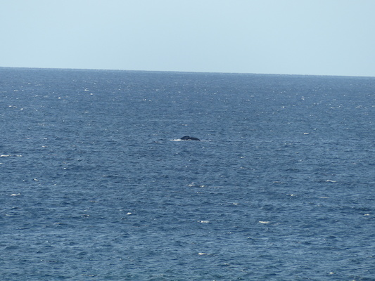 P1060879 (02-23-2017 17:26)