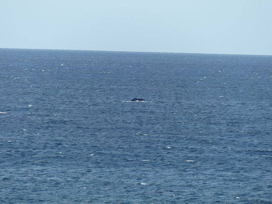 P1060880 (02-23-2017 17:26)