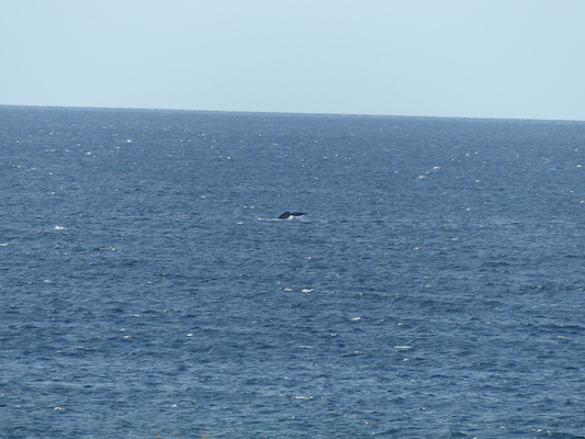 P1060881 (02-23-2017 17:26)