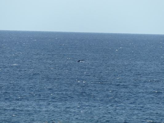 P1060882 (02-23-2017 17:26)