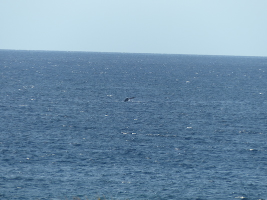 P1060883 (02-23-2017 17:26)