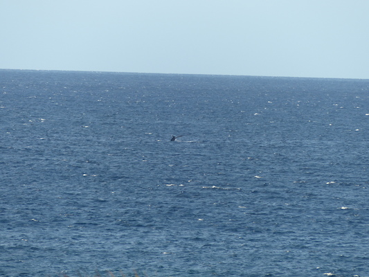 P1060884 (02-23-2017 17:26)