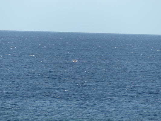 P1060885 (02-23-2017 17:26)