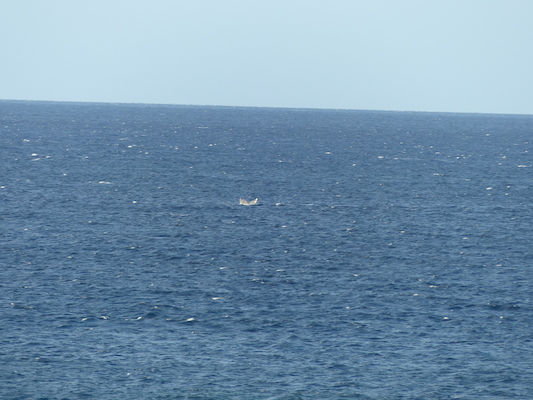 P1060886 (02-23-2017 17:26)