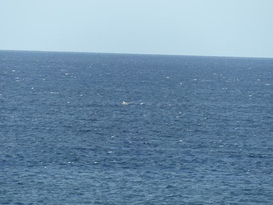 P1060887 (02-23-2017 17:26)