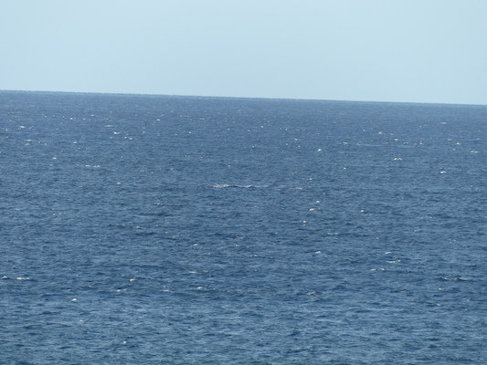 P1060888 (02-23-2017 17:26)