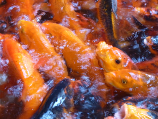 P1060973 (02-26-2017 08:55)