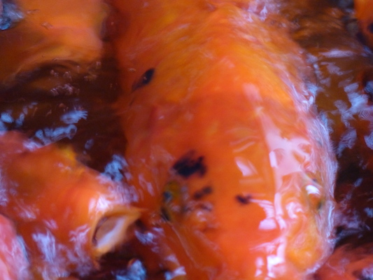 P1060974 (02-26-2017 08:55)