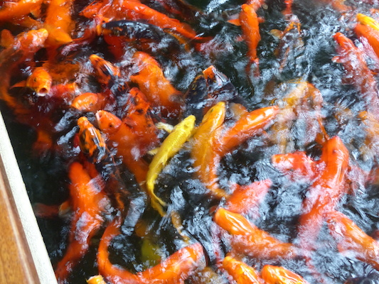 P1060976 (02-26-2017 08:56)