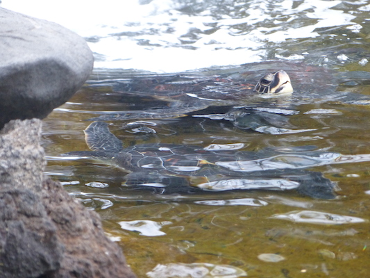 P1060978 (02-26-2017 09:19)