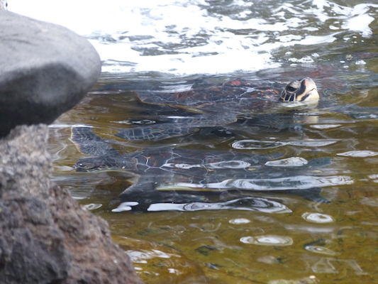 P1060979 (02-26-2017 09:19)