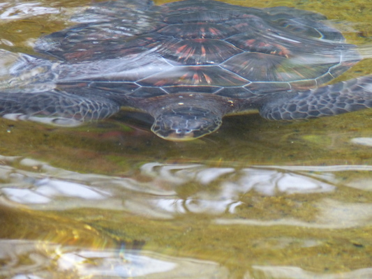 P1060980 (02-26-2017 09:19)