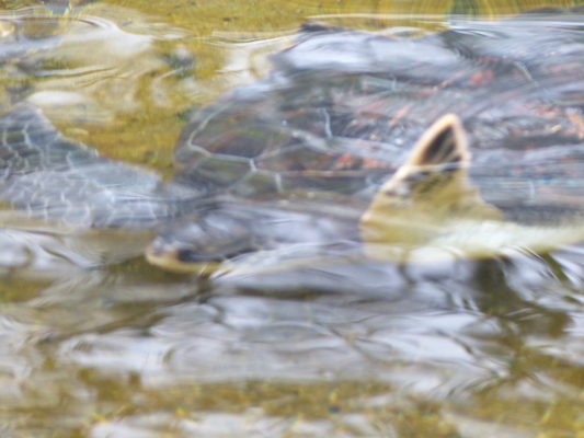 P1060981 (02-26-2017 09:19)