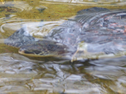 P1060982 (02-26-2017 09:19)