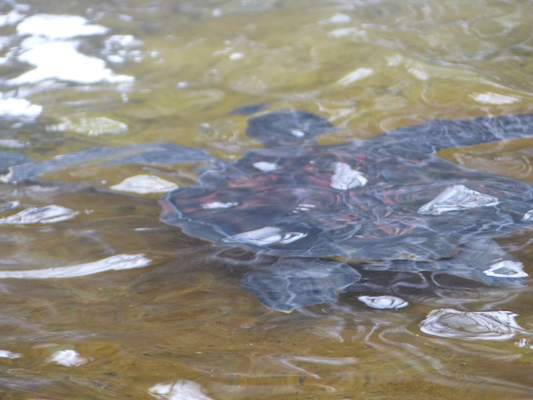 P1060983 (02-26-2017 09:19)