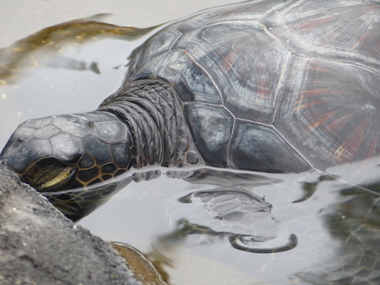 P1060984 (02-26-2017 09:20)