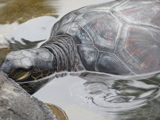 P1060985 (02-26-2017 09:20)